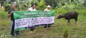 PT Berau Coal Bersama Mitra Kerja Salurkan 232 Hewan Kurban