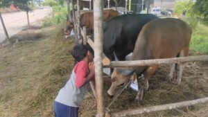 Jelang Idul Adha, Pedagang Sebut Harga Hewan Kurban Tidak Terjadi Perubahan Signifikan