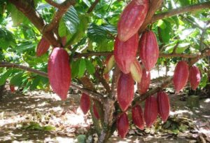 Jadi Komoditas Unggulan, Disbun Siapkan Bantuan Untuk Komoditas Kakao dan Kelapa Dalam