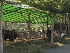 Jelang Iduladha, Dinas Peternakan Pastikan Seluruh Hewan Qurban Sehat dan Layak Jual
