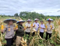 Panen Perdana di Segah, HSB Siap Kembangkan Lahan Jagung hingga Ratusan Hektare