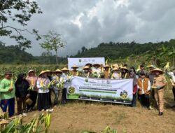 Panen Jagung di Birang, Program Agroforestry Berau Coal Mulai Buahkan Hasil