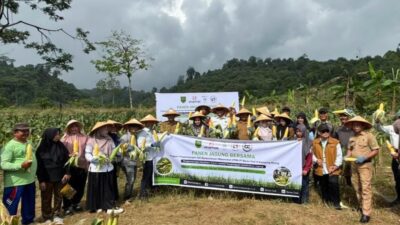 Panen Jagung di Birang, Program Agroforestry Berau Coal Mulai Buahkan Hasil