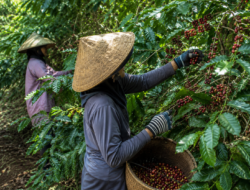 Ketergantungan Kopi Luar Jadi Peluang Besar bagi Petani Berau
