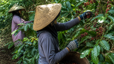 Ketergantungan Kopi Luar Jadi Peluang Besar bagi Petani Berau