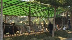 DPRD Berau Dorong Pengawasan Harga Daging Jelang Iduladha