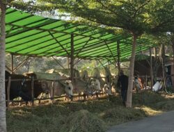 DPRD Berau Dorong Pengawasan Harga Daging Jelang Iduladha