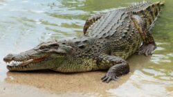 Serangan Buaya Pertama di Maratua Telan Korban Jiwa